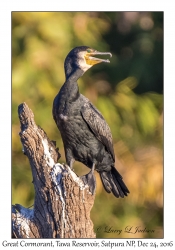 Great Cormorant