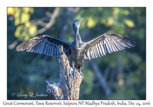 Great Cormorant