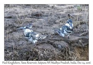 Pied Kingfishers