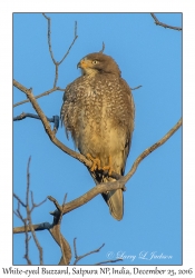 White-eyed Buzzard