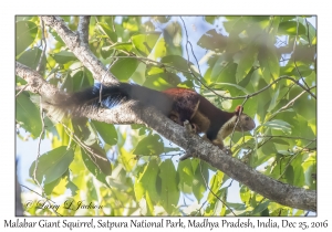 Malabar Giant Squirrel