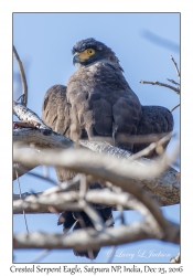 Crested Serpent Eagle