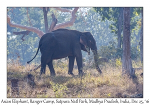 Asian Elephant