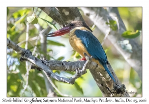 Stork-billed Kingfisher