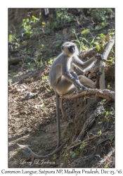 Northern Plains Langur