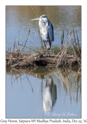 Grey Heron