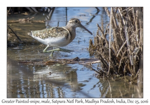 Greater Painted-snipe