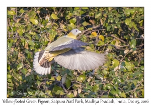 Yellow-footed Green Pigeon