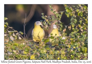 Yellow-footed Green Pigeons