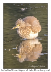 Indian Pond Heron