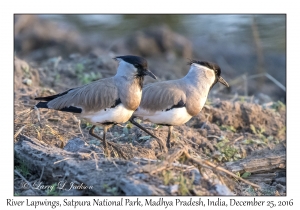 River Lapwings