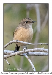 Common Stonechat