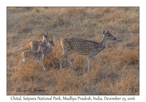 Chital