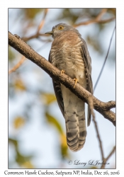 Common Hawk Cuckoo