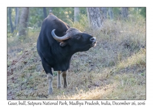 Gaur