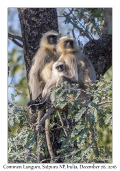 Northern Plains Langurs