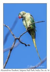 Alexandrine Parakeet