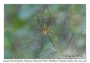 Giant Wood Spider