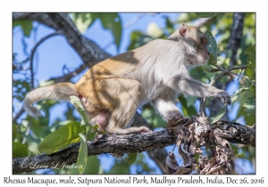 Rhesus Macaque