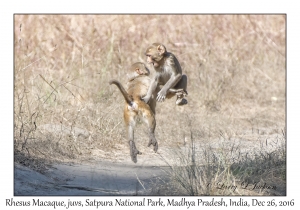 Rhesus Macaques