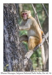 Rhesus Macaque