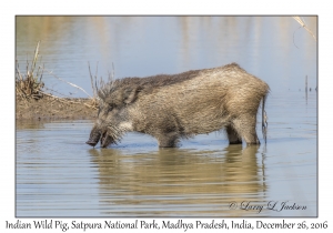 Indian Wild Pig