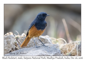 Black Redstart