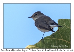 Asian Brown Flycatcher