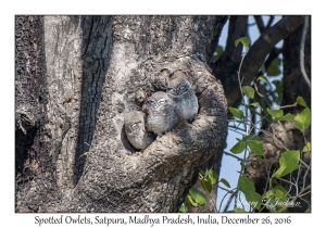 Spotted Owlets