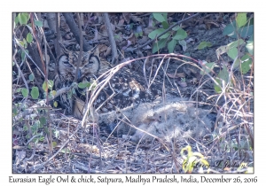 Eurasian Eagle Owl & chick