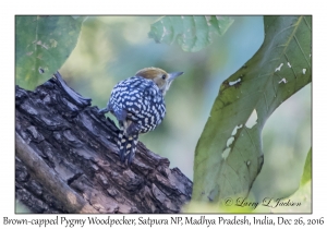 Brown-capped Pygmy Woodpecker