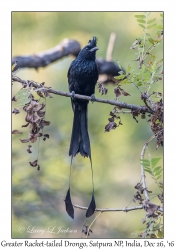 Greater Racket-tailed Drongo