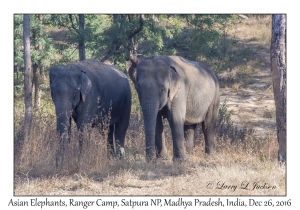 Asian Elephants