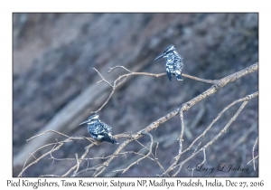 Pied Kingfishers