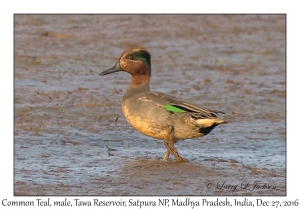 Common Teal