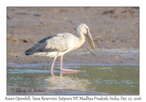 Asian Openbill