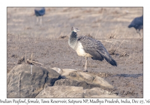 Indian Peafowl