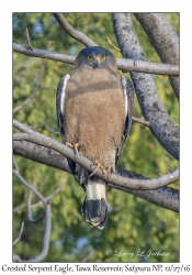 Crested Serpent Eagle