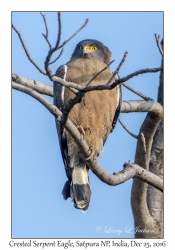 Crested Serpent Eagle