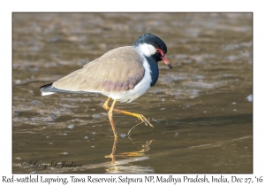 Red-wattled Lapwing