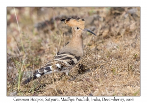 Common Hoopoe