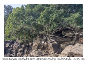 Indian Banyan, Sonbhadra River