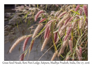 Grass Seed Heads