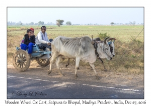 Ox Cart