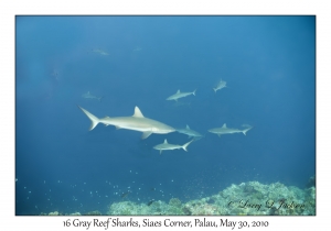 16 Gray Reef Sharks