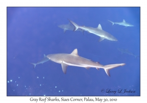 Gray Reef Sharks