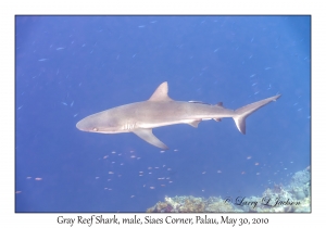 Gray Reef Shark