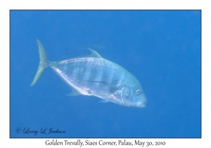 Golden Trevally