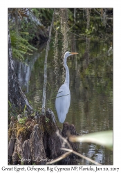 Great Egret