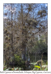 Bald Cypress with bromeliads